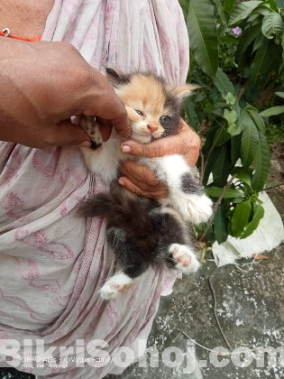 Traditional Persian Kittens